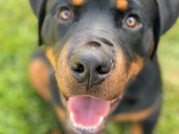 tyson 5